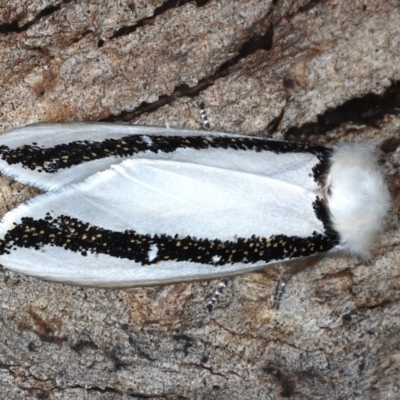 Oenosandra boisduvalii (Boisduval's Autumn Moth) at Majura, ACT - 24 Mar 2021 by jb2602