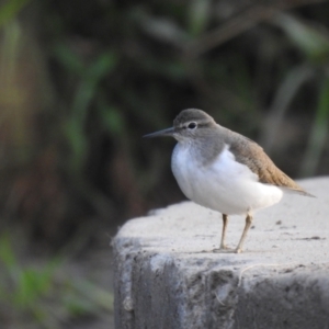 Actitis hypoleucos at Monash, ACT - 3 Mar 2021 06:51 PM