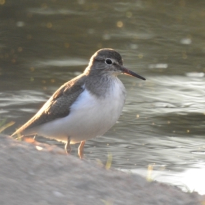 Actitis hypoleucos at Monash, ACT - 3 Mar 2021 06:51 PM