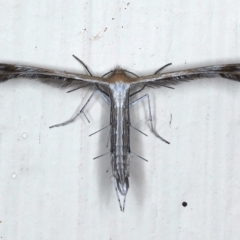 Stangeia xerodes (A plume moth) at Ainslie, ACT - 25 Mar 2021 by jb2602