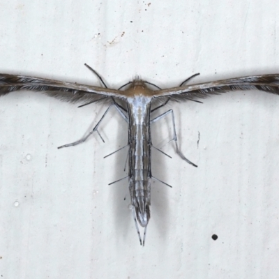 Stangeia xerodes (A plume moth) at Ainslie, ACT - 24 Mar 2021 by jbromilow50