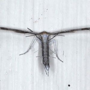 Stangeia xerodes at Ainslie, ACT - 25 Mar 2021