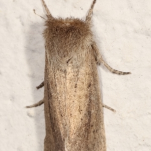 Bathytricha truncata at Melba, ACT - 23 Mar 2021