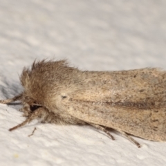 Bathytricha truncata at Melba, ACT - 23 Mar 2021