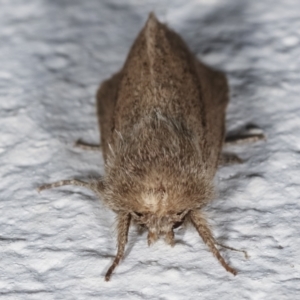 Bathytricha truncata at Melba, ACT - 23 Mar 2021