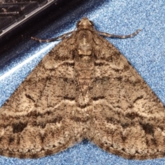 Lipogya eutheta (Grey Bark Moth) at Melba, ACT - 23 Mar 2021 by kasiaaus