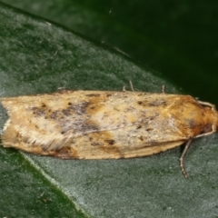 Merophyas divulsana (Lucerne Leafroller) at Melba, ACT - 24 Mar 2021 by kasiaaus