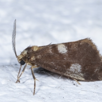 Anestia (genus) (A tiger moth) at Melba, ACT - 24 Mar 2021 by kasiaaus