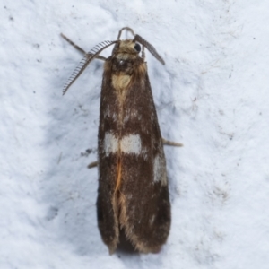 Anestia (genus) at Melba, ACT - 24 Mar 2021 07:54 AM