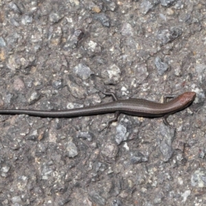 Lampropholis delicata at Downer, ACT - 26 Mar 2021