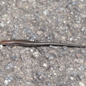 Lampropholis delicata at Downer, ACT - 26 Mar 2021