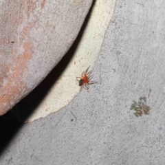 Nicodamidae (family) at Downer, ACT - 26 Mar 2021