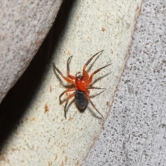 Nicodamidae (family) at Downer, ACT - 26 Mar 2021