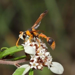 Delta bicinctum at Acton, ACT - 26 Mar 2021