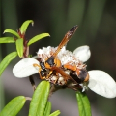 Delta bicinctum at Acton, ACT - 26 Mar 2021 11:39 AM