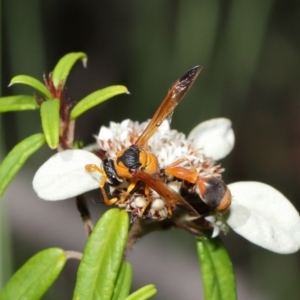 Delta bicinctum at Acton, ACT - 26 Mar 2021 11:39 AM