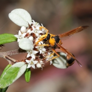 Delta bicinctum at Acton, ACT - 26 Mar 2021 11:39 AM