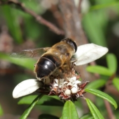 Eristalis tenax (Drone fly) at ANBG - 26 Mar 2021 by TimL