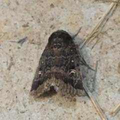 Proteuxoa restituta (Black-bodied Noctuid) at Stromlo, ACT - 27 Mar 2021 by Ned_Johnston