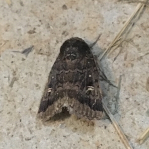 Proteuxoa restituta at Stromlo, ACT - suppressed