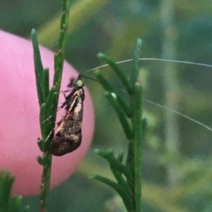 Nemophora (genus) (A Fairy Moth) at Stromlo, ACT - 27 Mar 2021 by Ned_Johnston