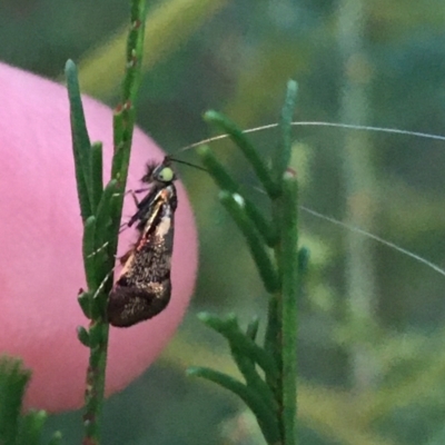 Nemophora (genus) (A Fairy Moth) at Stromlo, ACT - 27 Mar 2021 by NedJohnston