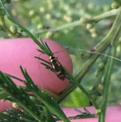 Nemophora (genus) at Stromlo, ACT - suppressed