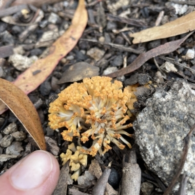 Ramaria capitata var. capitata (Pale cauliflower coral) at Tennent, ACT - 27 Mar 2021 by nathkay