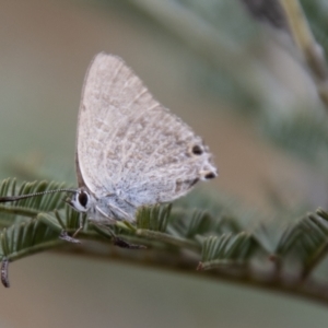 Jalmenus icilius at Paddys River, ACT - 17 Mar 2021