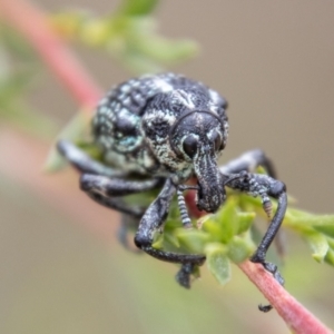 Chrysolopus spectabilis at Paddys River, ACT - 17 Mar 2021 02:26 PM