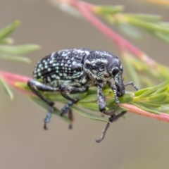 Chrysolopus spectabilis at Paddys River, ACT - 17 Mar 2021 02:26 PM