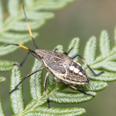 Pentatomidae (family) (Shield or Stink bug) at Paddys River, ACT - 17 Mar 2021 by SWishart