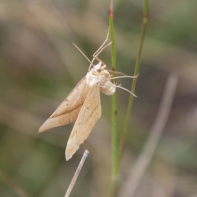 Scopula rubraria (Reddish Wave, Plantain Moth) at Jedbinbilla - 17 Mar 2021 by SWishart