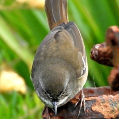 Sericornis frontalis (White-browed Scrubwren) at Crooked Corner, NSW - 26 Mar 2021 by Milly