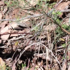 Vespula germanica (European wasp) at O'Connor, ACT - 27 Mar 2021 by ConBoekel