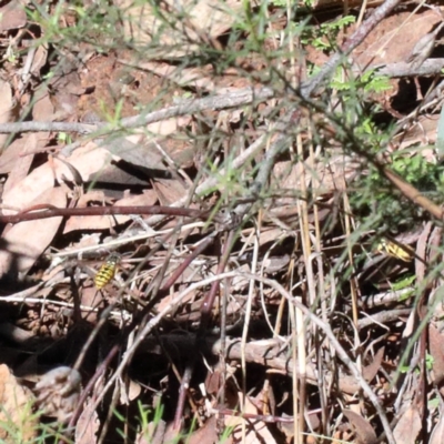 Vespula germanica (European wasp) at O'Connor, ACT - 28 Mar 2021 by ConBoekel