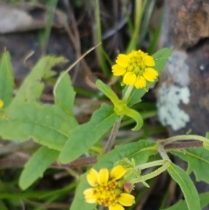 Sigesbeckia australiensis at Holt, ACT - 28 Mar 2021