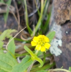 Sigesbeckia australiensis at Holt, ACT - 28 Mar 2021