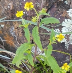 Sigesbeckia australiensis at Holt, ACT - 28 Mar 2021