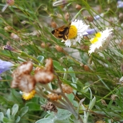 Ocybadistes walkeri at Holt, ACT - 28 Mar 2021 12:14 PM