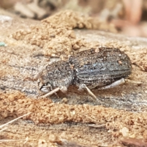 Cubicorhynchus sp. (genus) at Holt, ACT - 28 Mar 2021