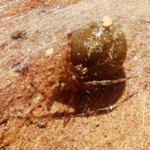 Theridiidae (family) at Ginninderry Conservation Corridor - 28 Mar 2021