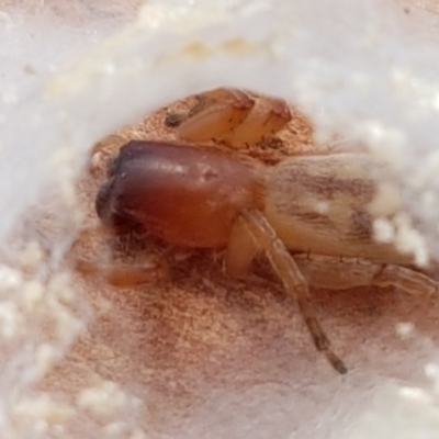 Clubiona sp. (genus) (Unidentified Stout Sac Spider) at Holt, ACT - 28 Mar 2021 by trevorpreston