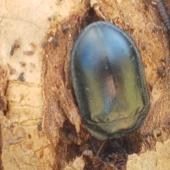 Pterohelaeus striatopunctatus at Holt, ACT - 28 Mar 2021