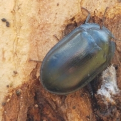 Pterohelaeus striatopunctatus at Holt, ACT - 28 Mar 2021