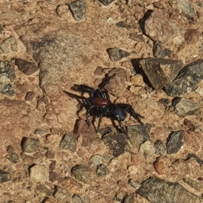 Missulena occatoria (Red-headed Mouse Spider) at Jacka, ACT - 28 Mar 2021 by Slowwalker