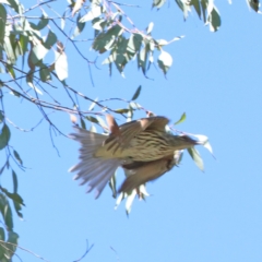 Oriolus sagittatus (Olive-backed Oriole) at O'Connor, ACT - 28 Mar 2021 by ConBoekel