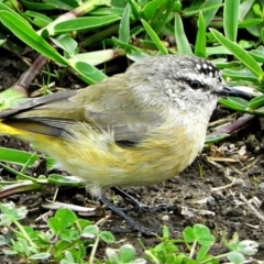 Acanthiza chrysorrhoa (Yellow-rumped Thornbill) at Crooked Corner, NSW - 26 Mar 2021 by Milly