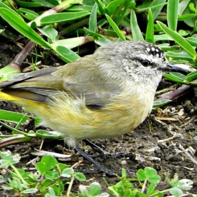 Acanthiza chrysorrhoa (Yellow-rumped Thornbill) at Crooked Corner, NSW - 26 Mar 2021 by Milly