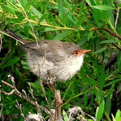 Malurus cyaneus (Superb Fairywren) at Crooked Corner, NSW - 26 Mar 2021 by Milly